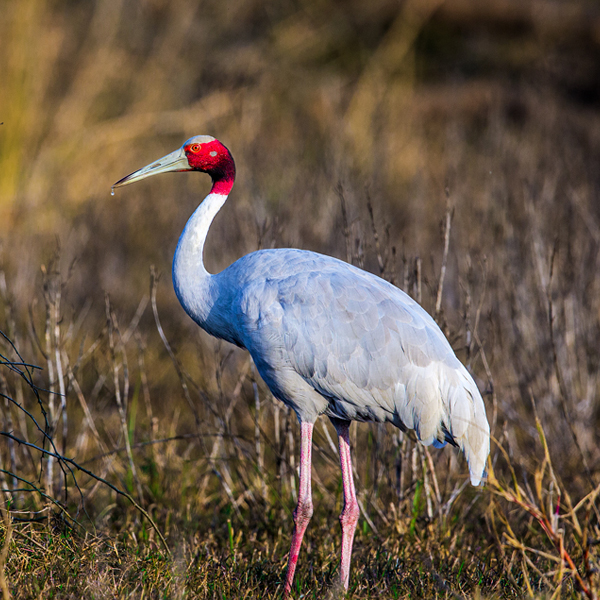 Bharatpur Tour