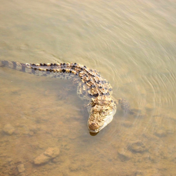 Chambal Safari Tour