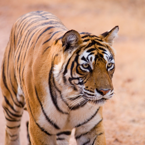 Ranthambore Tour